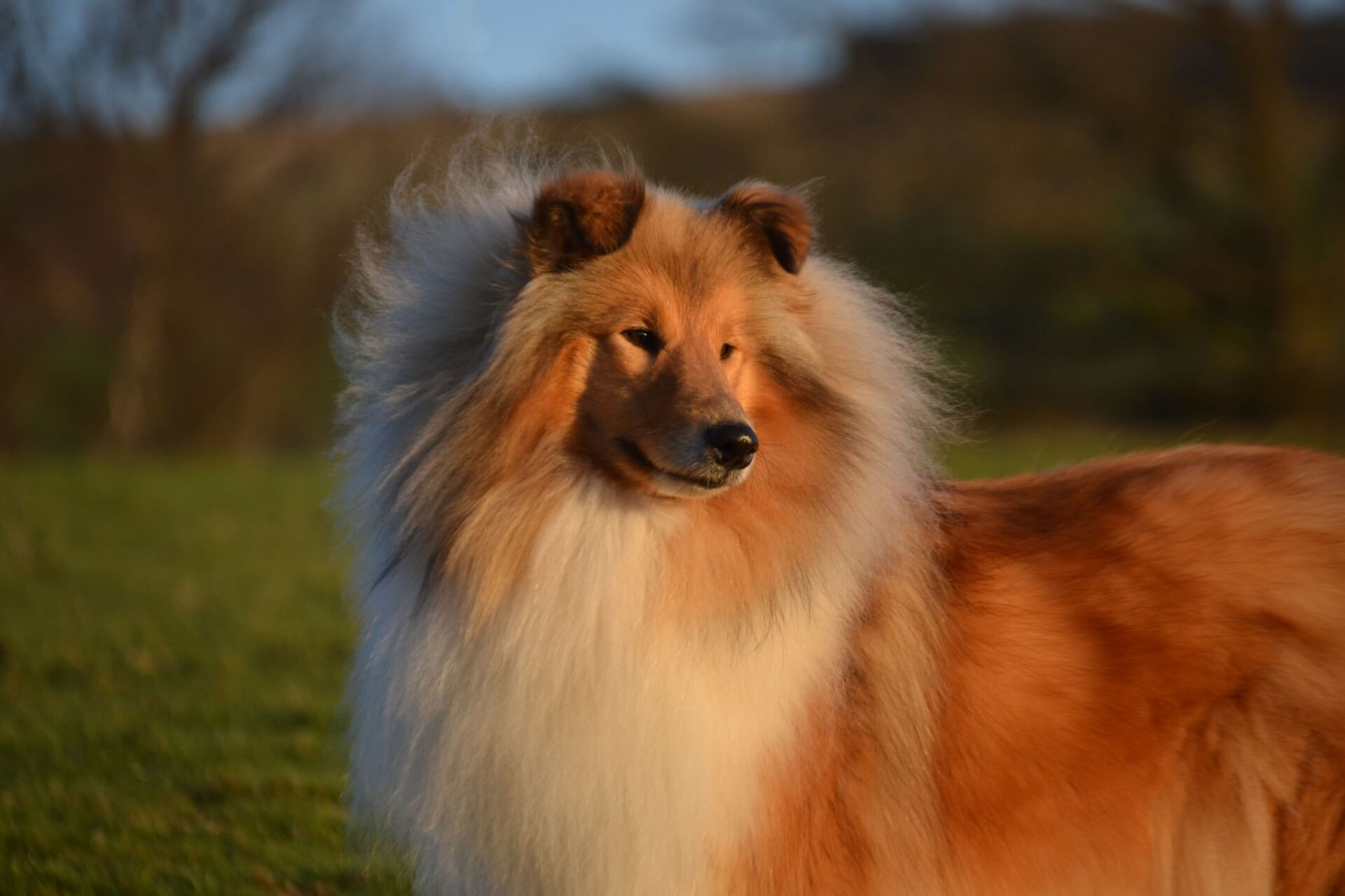 Skót juhász: az eszes nagybundás családi kedvenc
