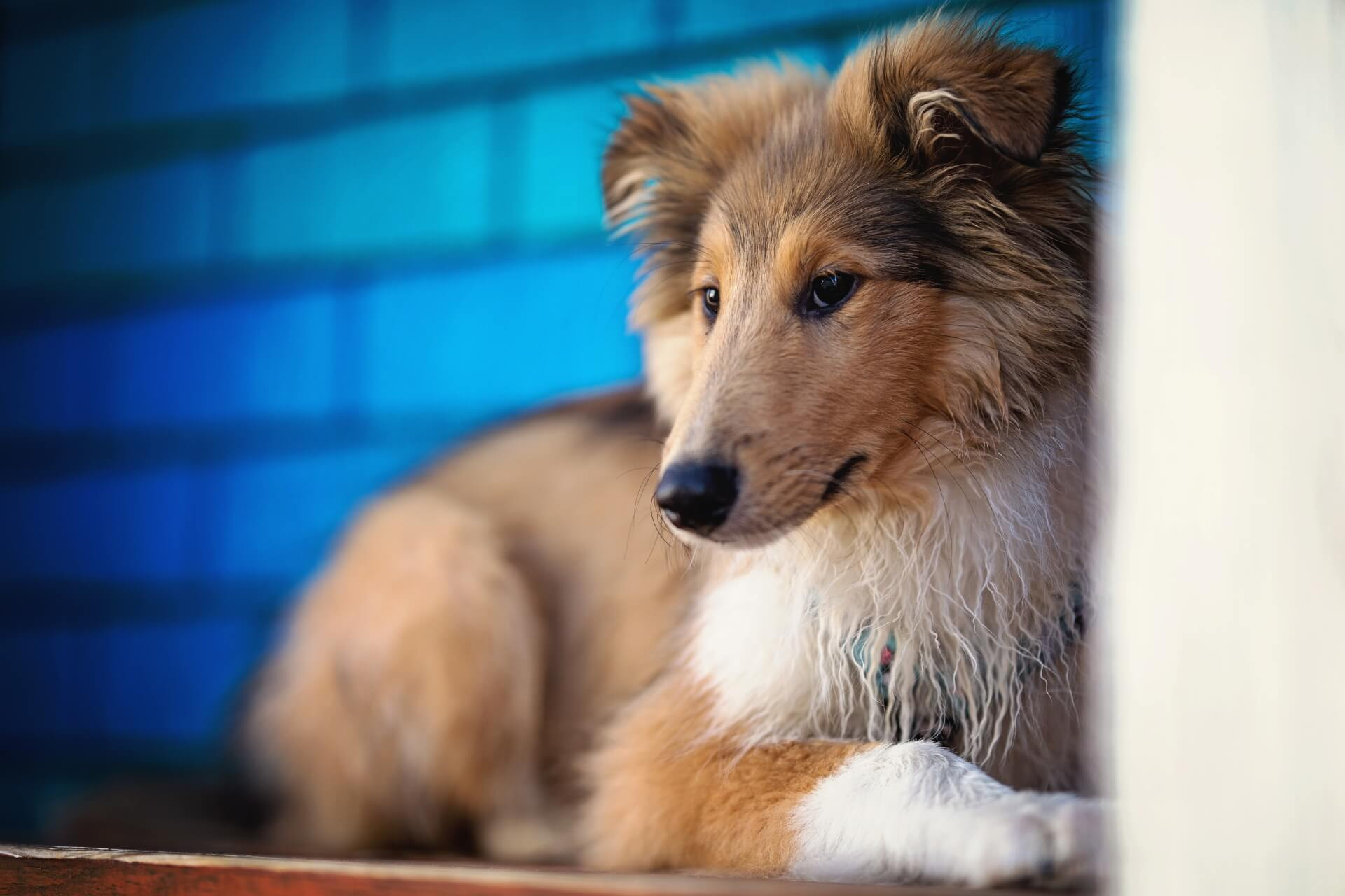 Skót juhász: az eszes nagybundás családi kedvenc