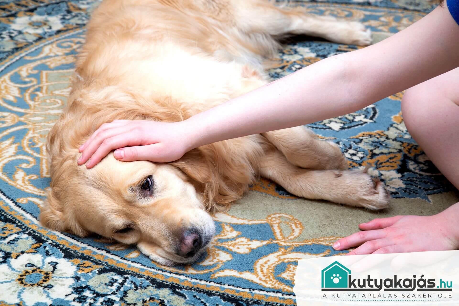 kutya-szivfergesseg-tunetei