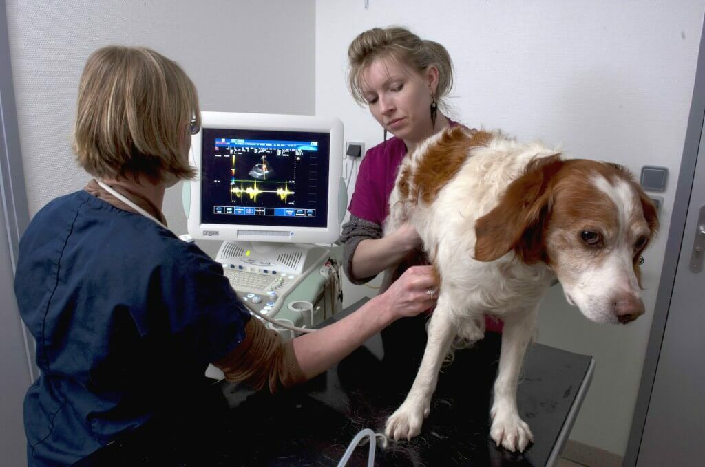 kutya egészsége szívféreg tabletta megbetegít)