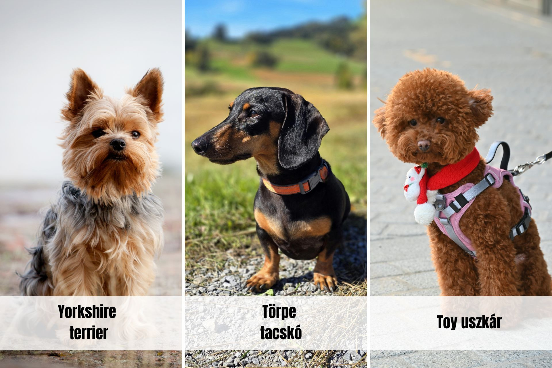 extra-mini-kutyafajtak