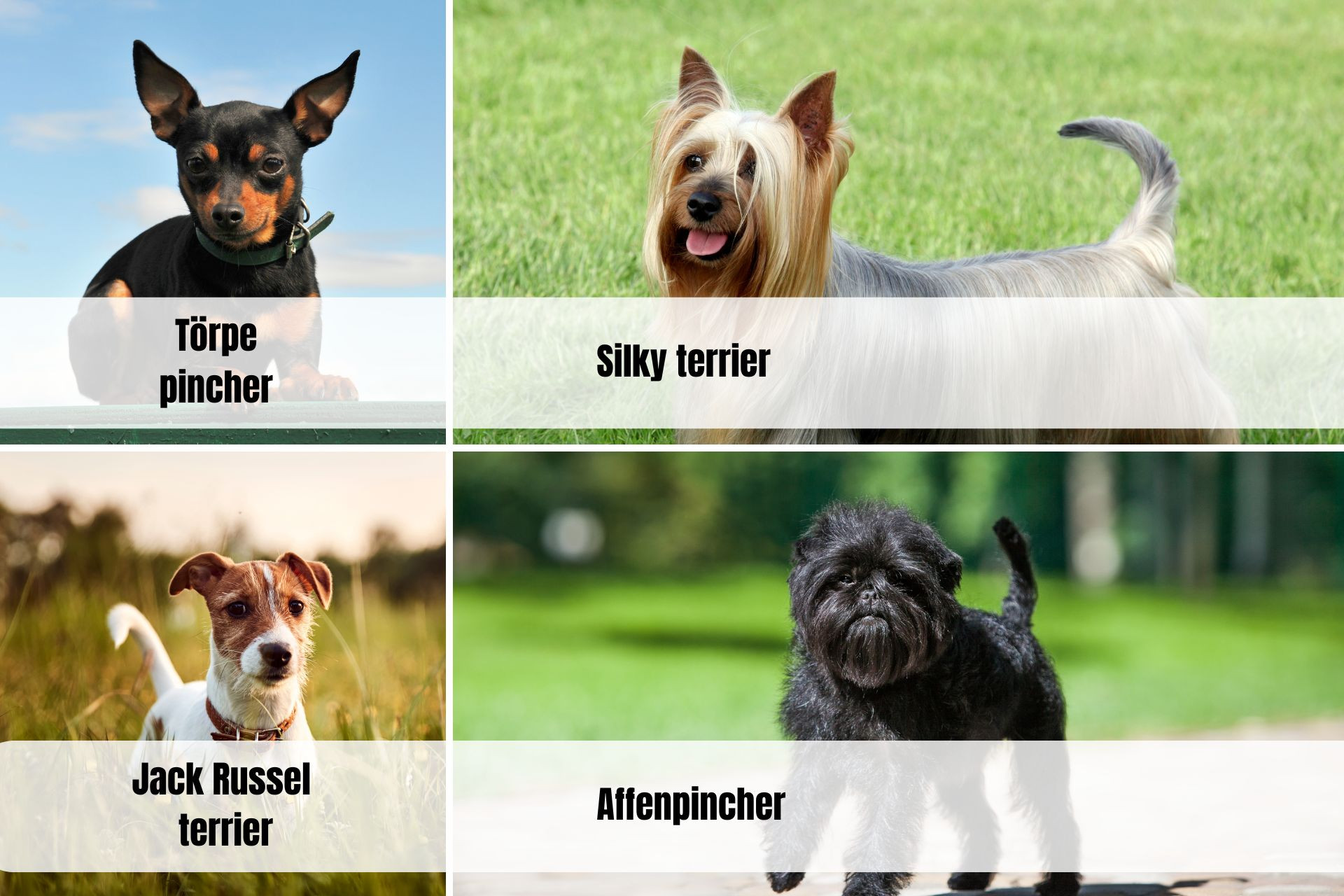 legkisebb-mini-fajtak