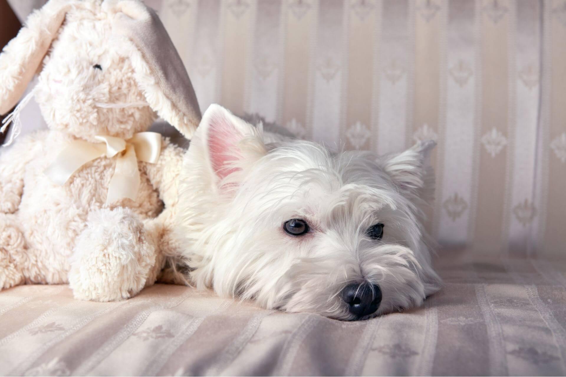 feher-terrier