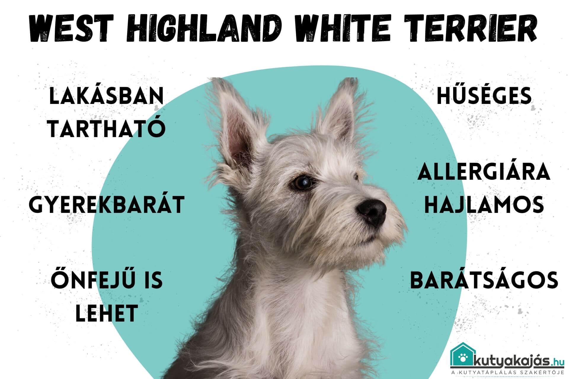 terrier-feher