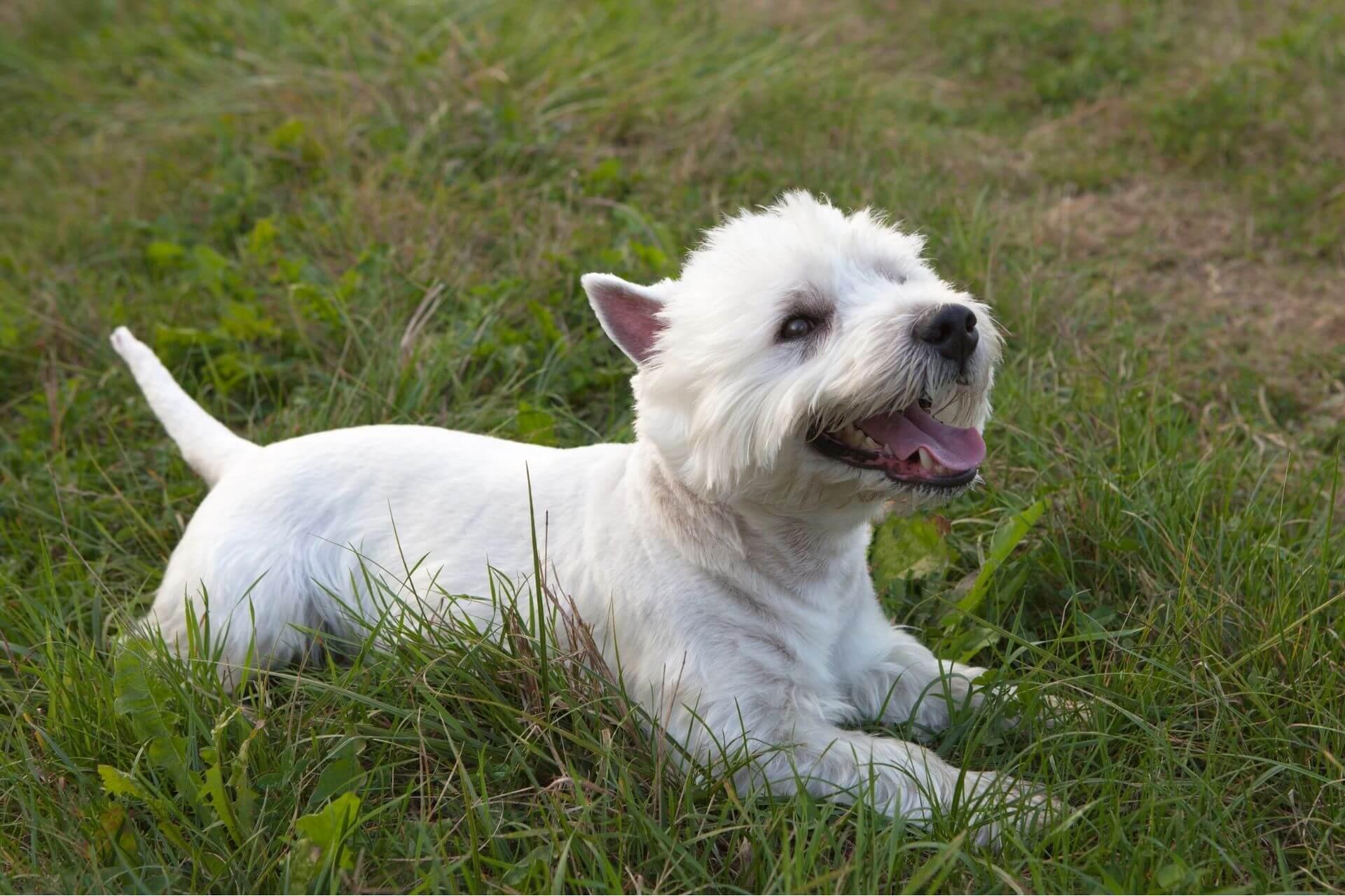 west-highland-white-terrier