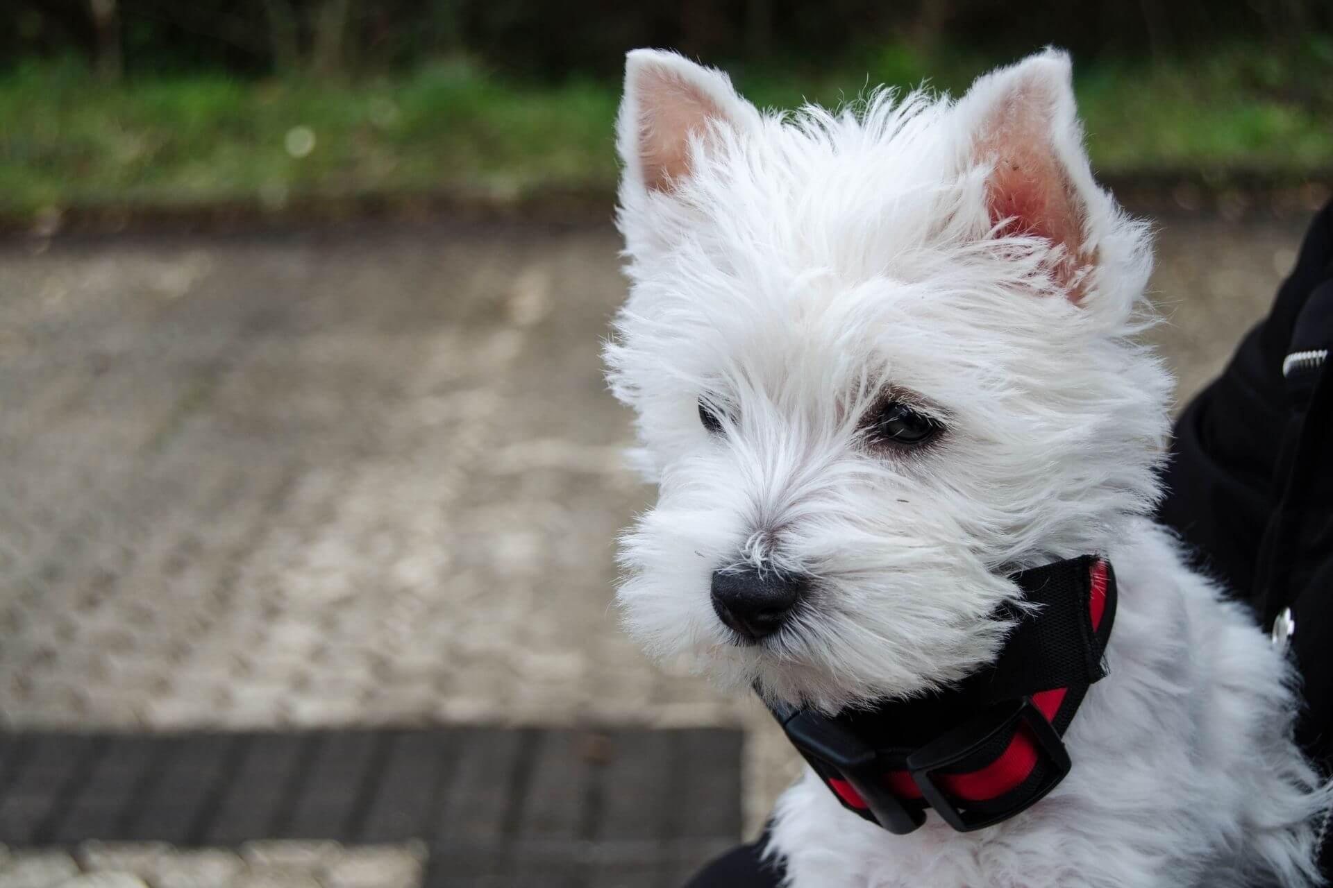 westie-kiskutya