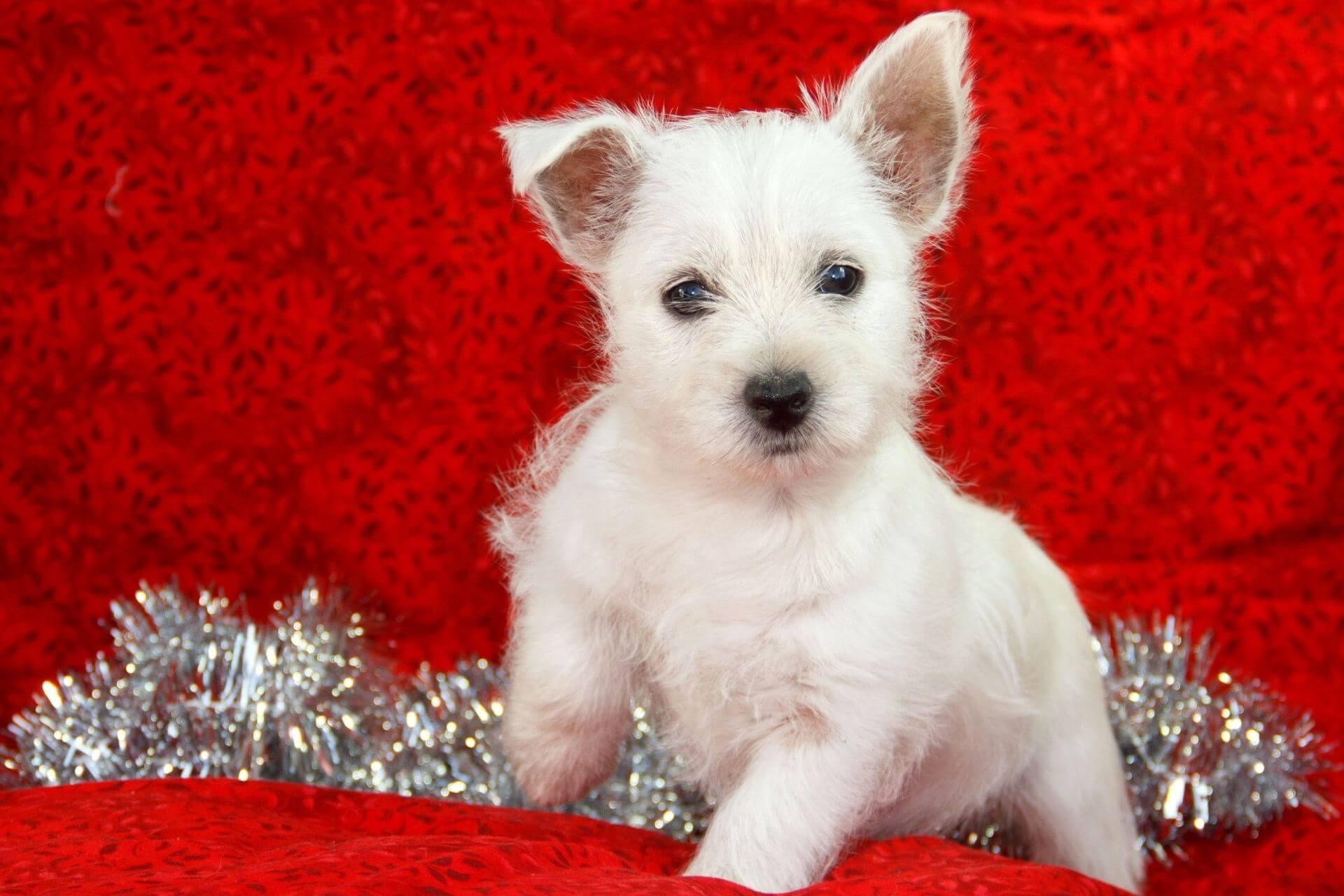 westie-kolyok