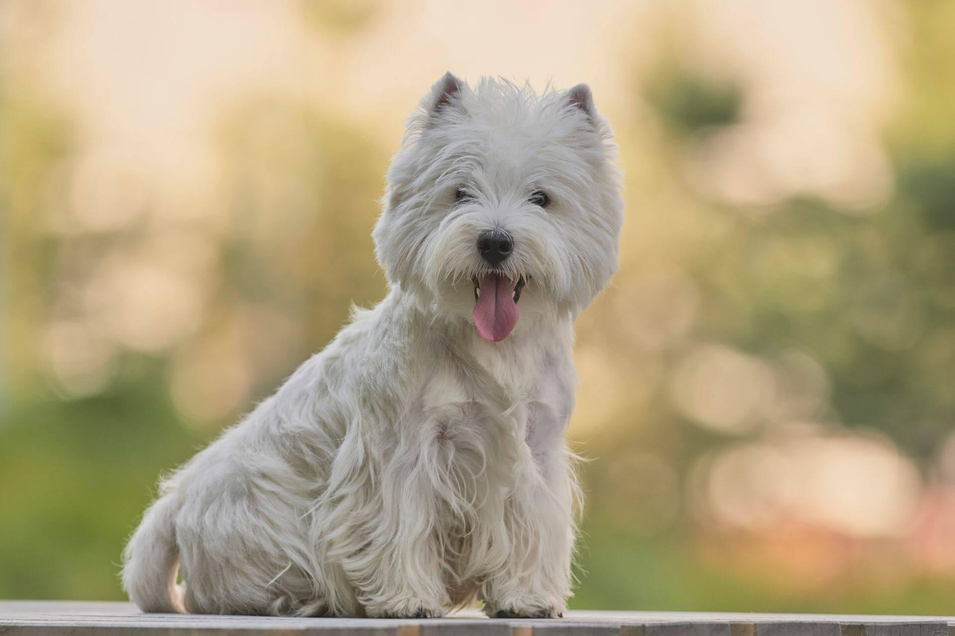 westie-terrier