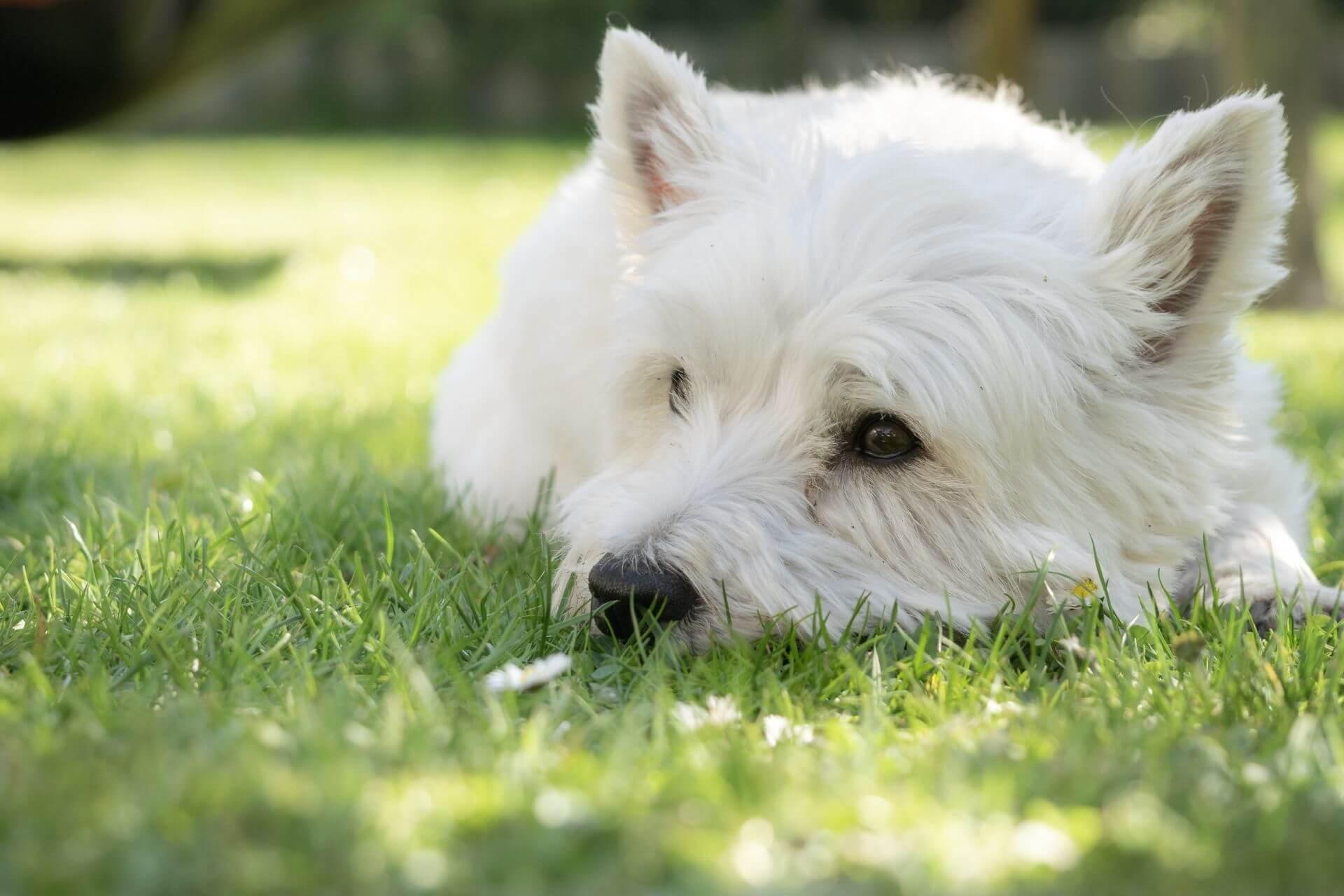 westie