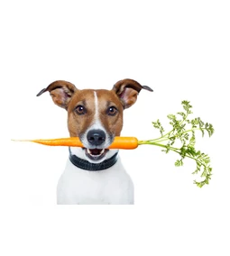 A sárgarépa jót tesz a kutyádnak?