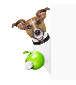 Mit nem ehet a kutya? 40 dolog a listánkon