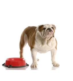 Mit tegyek, ha a kutyámnak nincs étvágya?