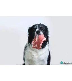 Az igazi húsimádóknak – A BARF etetés