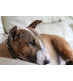 Tojásfejű szelíd szörnyeteg? – Ő nem más, mint a bullterrier!