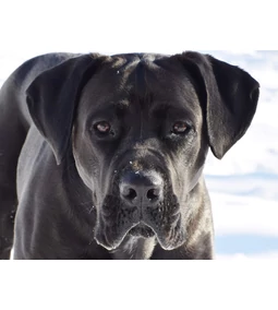 Íme egy igazi latinos, védelmező szerető- A Cane Corso!