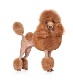 Bűbáj, kellem, éles elme – az Uszkár!