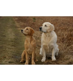 Szeretjük és imádjuk -Kedvencünk, a golden retriever!