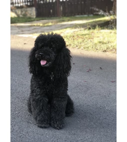 9+1 jel amiből megtudhatod, hogy a kutyád boldog