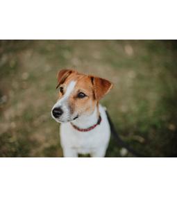 A Rugolabu Rokavadasz Ime A Jack Russel Terrier