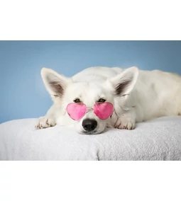 A kutya tüzelése - Hasznos tudnivalók