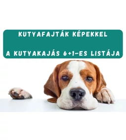 Kutyafajták képekkel- Hozzuk a Kutyakajás 6+1-es listáját!