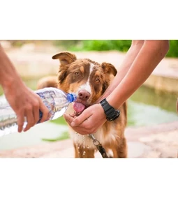 Ha sokat iszik a kutya, lehet ok az aggodalomra?