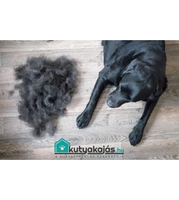 Az ősszel együtt megérkezett a vedlés időszaka is!