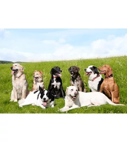 A legokosabb kutya – Íme az 5 toplistás fajta