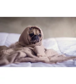 Készítsd fel kutyádat a hideg időszakra!