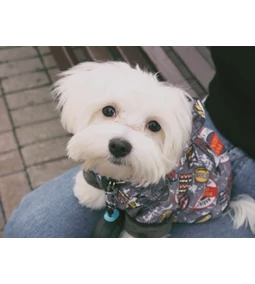 Kutyaruha – felesleges divathóbort vagy tényleg szükség van rá?