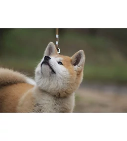 A hűvös keleti szépség- Íme az akita inu!