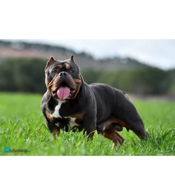 Az amerikai bully- a ritka külsőben egy csodás szív dobog