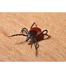 Babézia: a kutyák rettegett betegsége- Update 2025