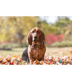 Basset hound – a lobogó fülű mókamester