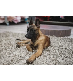 A flamand őrbrigád – A belga juhászkutya fajták