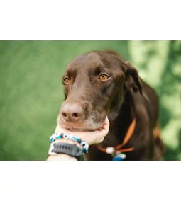 Bélgyulladás kutyáknál – sokféle gond okozhatja 