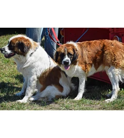 Bernáthegyi- az ölelgetnivaló svájci óriás 