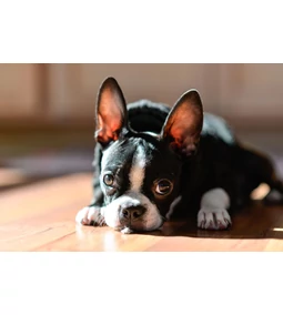 Boston terrier- Az elegáns törpe mókamester