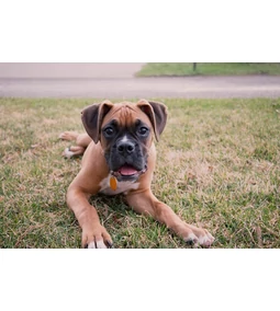 A nehézbombázó bohóc – Íme, a boxer!