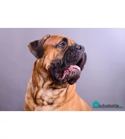 Bullmasztiff- a család rettenthetetlen védelmezője