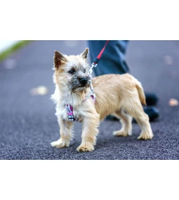 Cairn terrier – a temperamentumos csodabogár