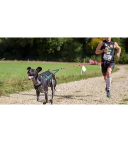 Sportoljunk kutyánkkal I.