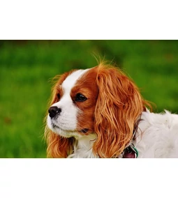 Cavalier King Charles spániel – a barátságosság mintaképe