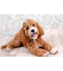 Cockapoo- az uszkár spániel keverék, amely a csúcsra tör