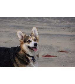 A nagy teherbírású kisdömper – a corgi