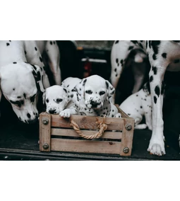 A dalmata - a pöttyöske, akit mindenki ismer 