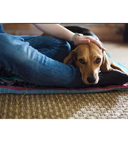 Kutya epilepszia – amit tudnod kell róla