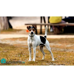 Foxi kutya – futótárs és bajkeverő egyszemélyben