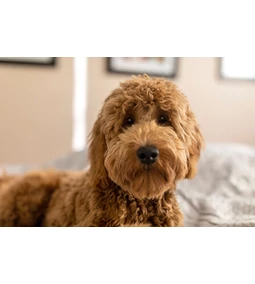 Goldendoodle – az ultraszociális dizájnerkeverék