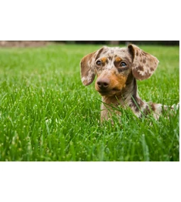 Harlekin tacskó- egy igazán különleges tacsi